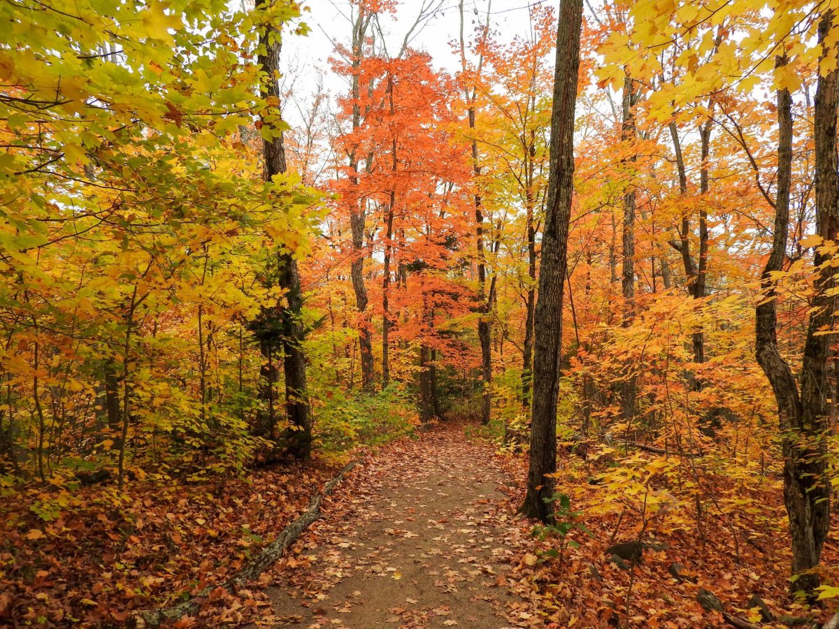 Algonquin autumn forest hiking trail