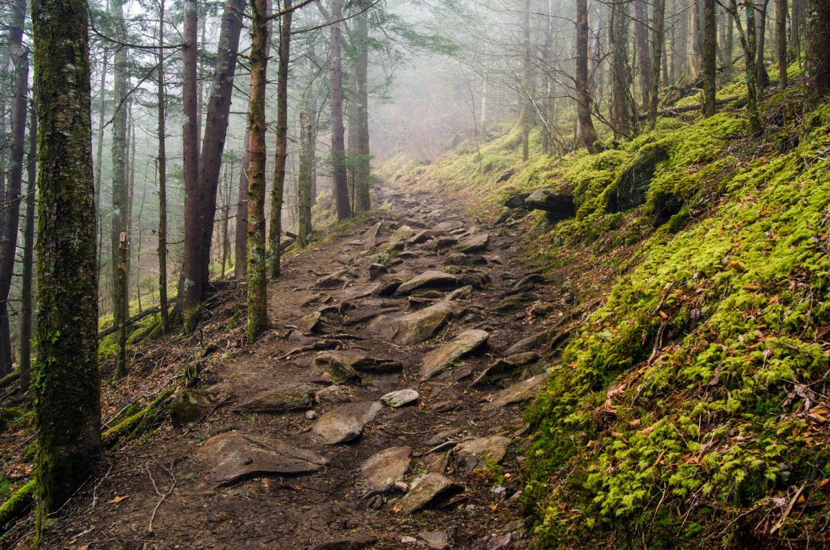 Appalachian Trail forest path
