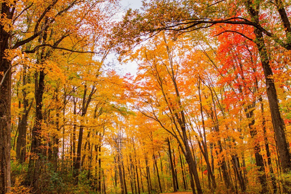 Colorful autumn forest national park