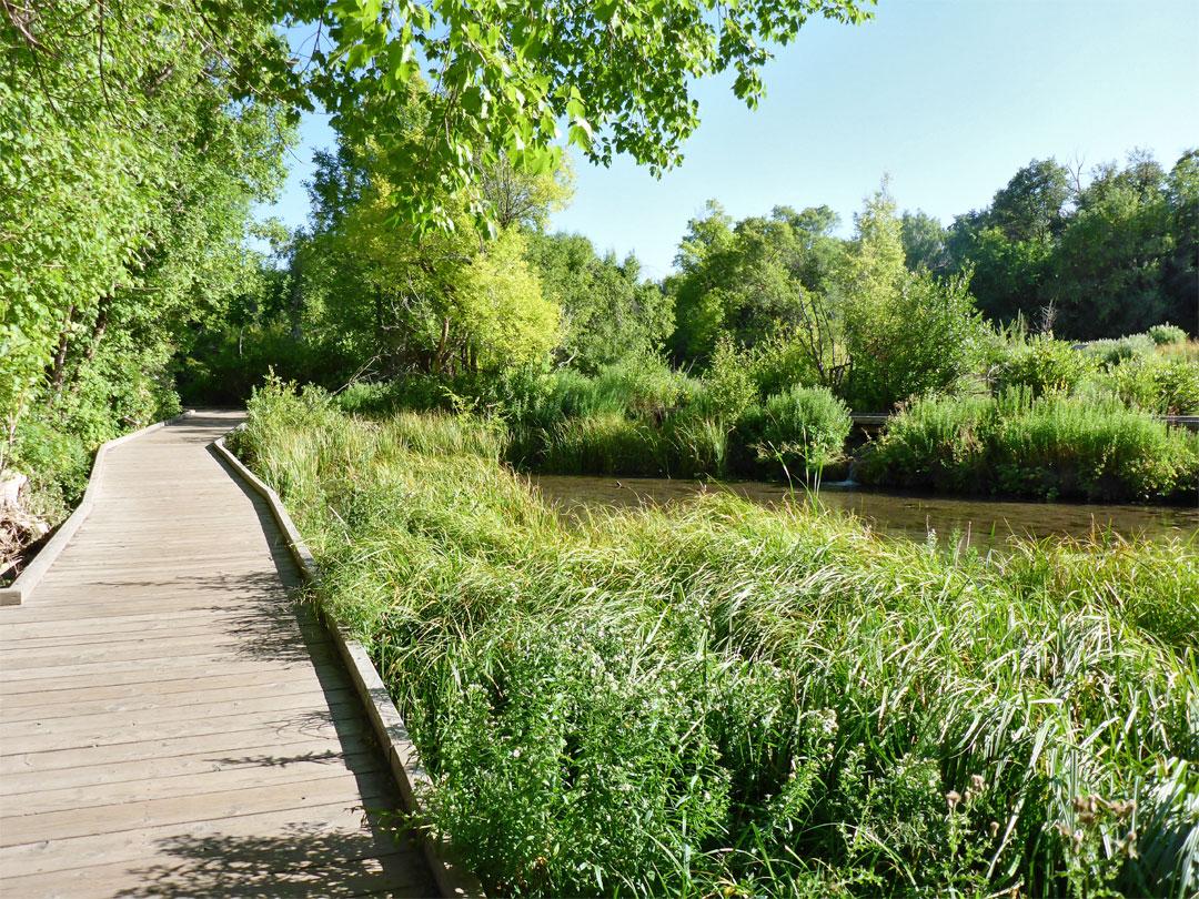 Toddler friendly hikes Utah wetland boardwalk surrounded by greenery