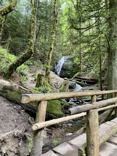 Coal Creek Falls forest trail
