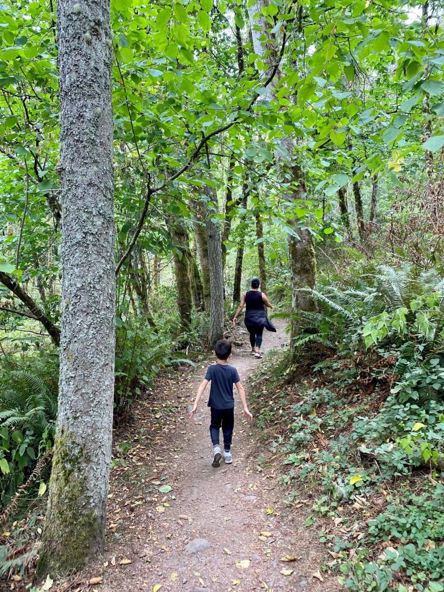 Cougar Mountain forest walking trail