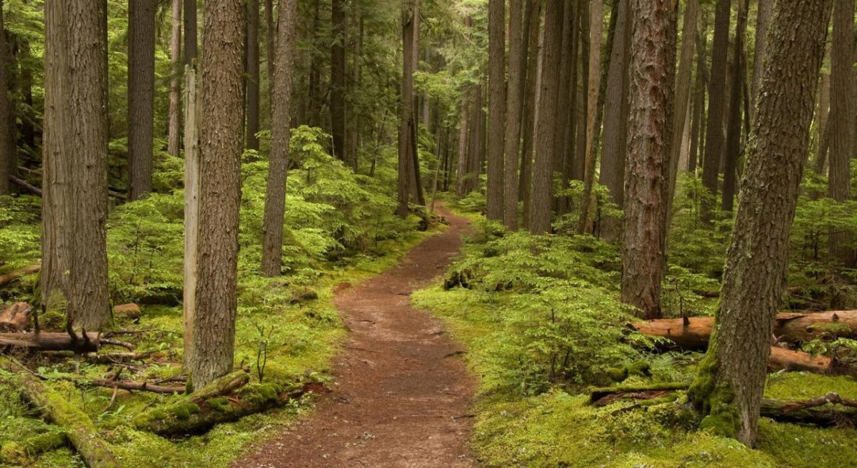 Empty hiking trail in national park
