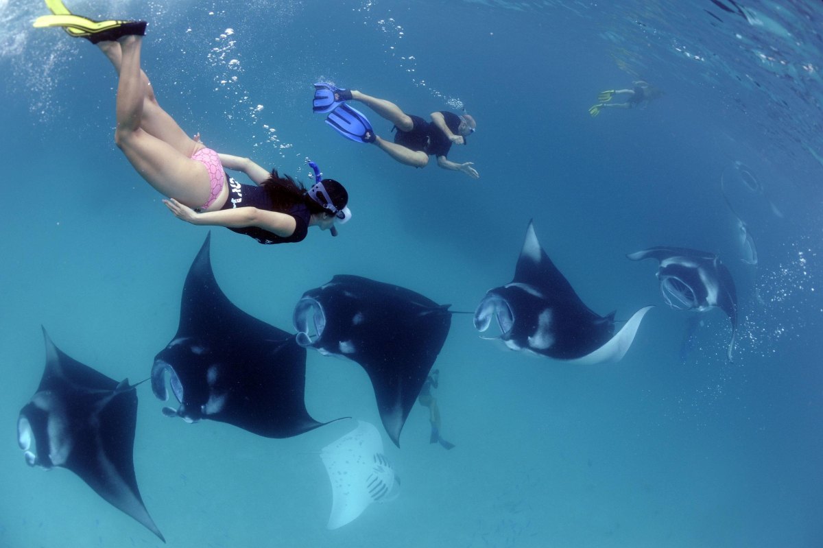 Bali snorkeling with tropical marine life