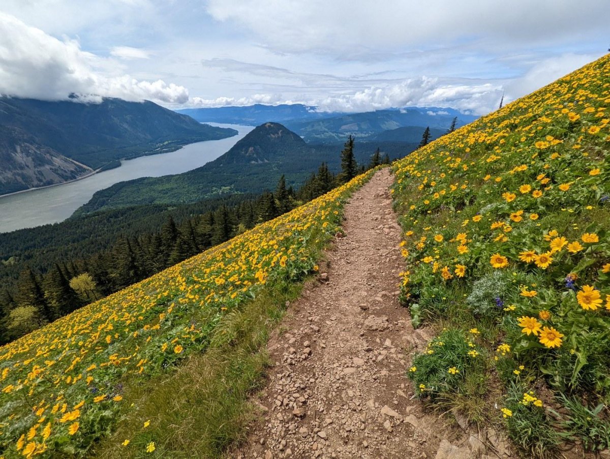 Dog Mountain wildflowers above Columbia River