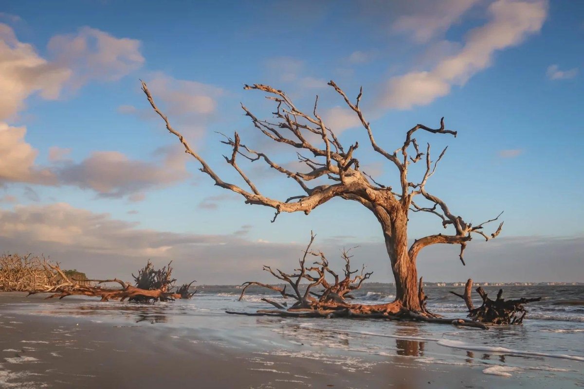 Driftwood Beach Georgia trees