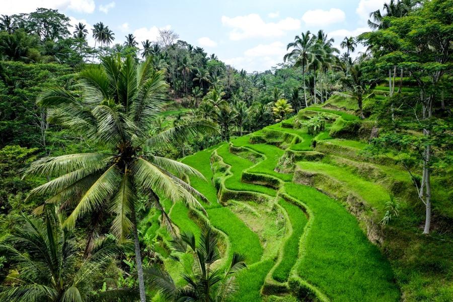 Ubud rice terraces with palm trees