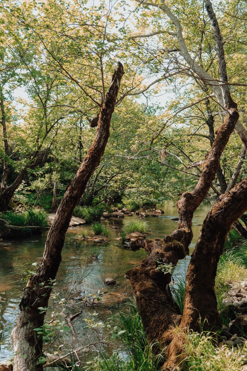 California RV parks near forest streams and trees