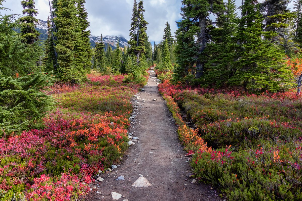 Garibaldi autumn alpine hiking trail