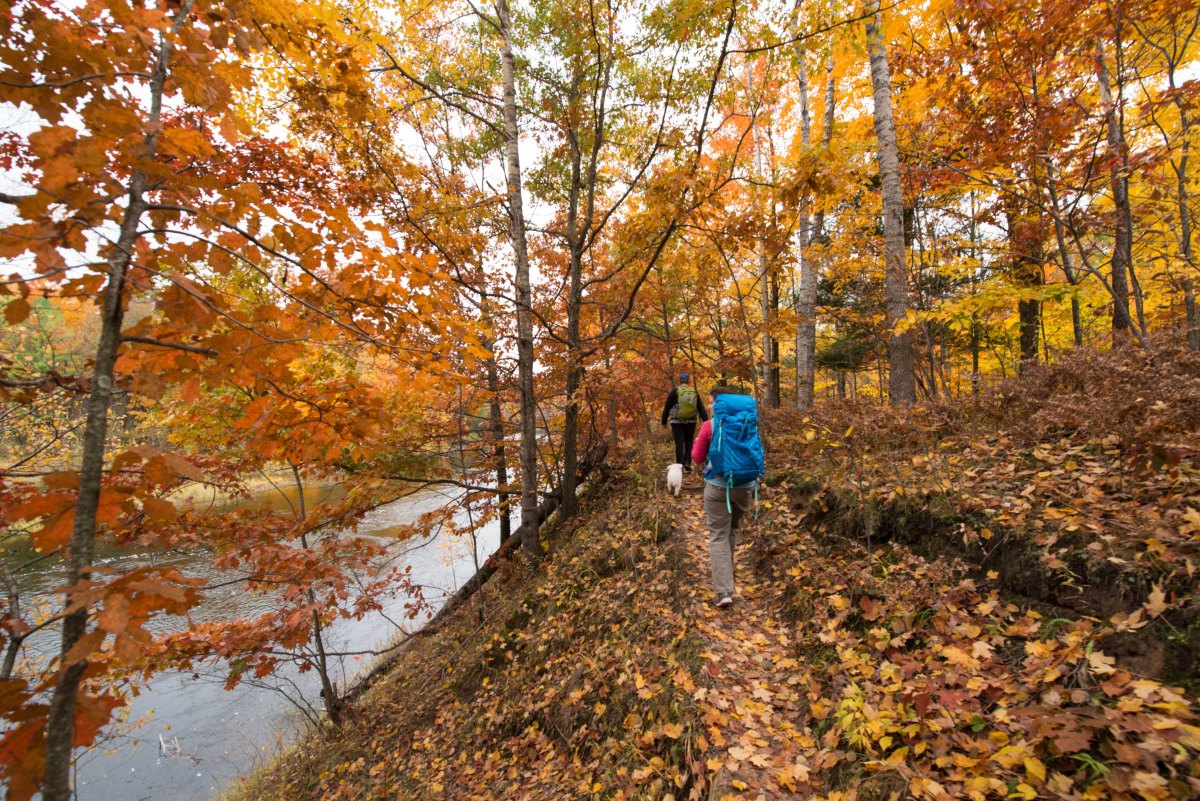 Huron Manistee fall forest trail