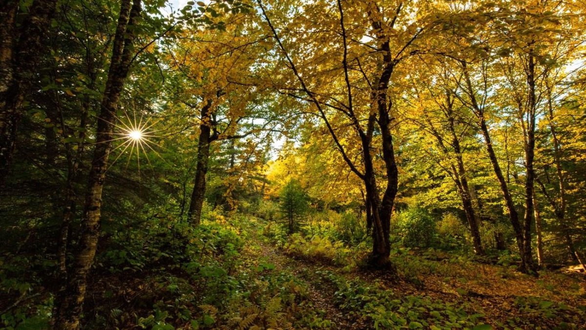 Isle Royale autumn wilderness trail