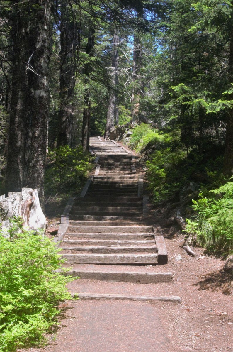 Larch Mountain forest overlook trail