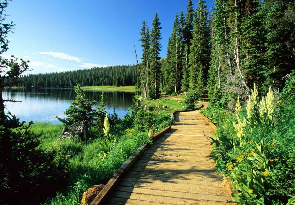 Toddler friendly hikes Utah evergreen forest walking path