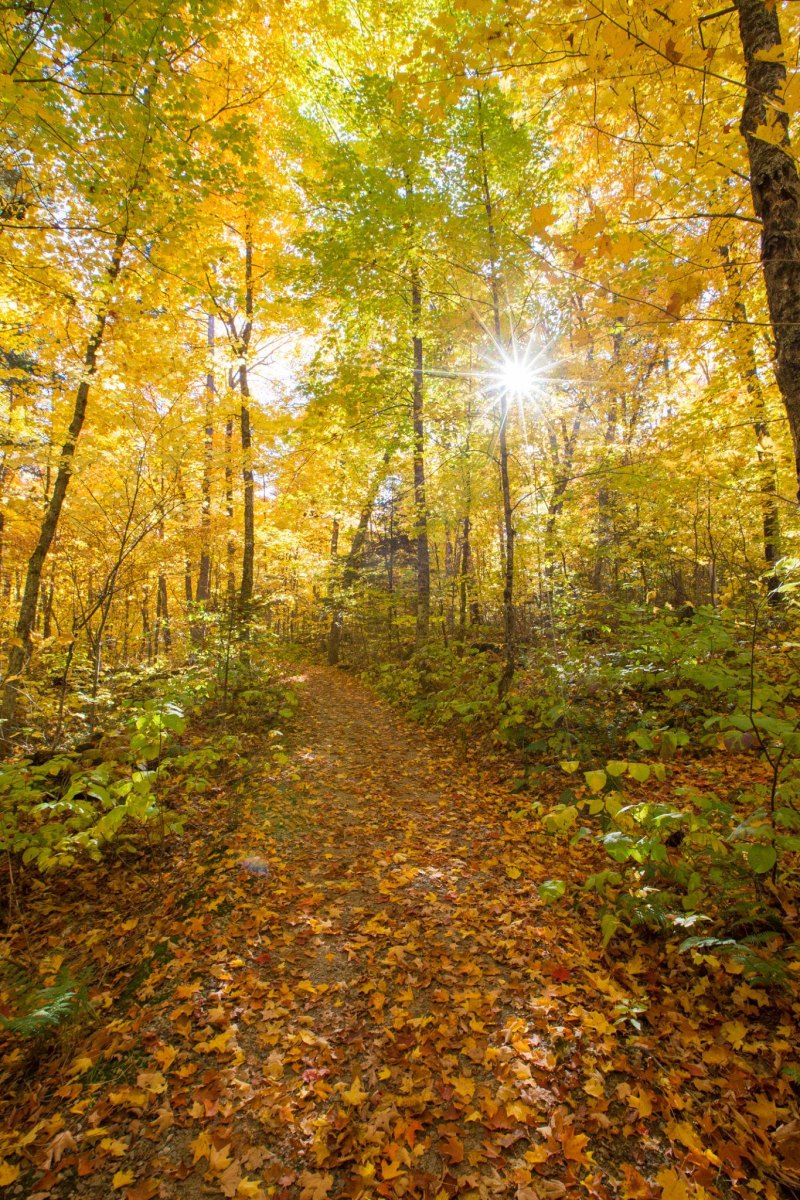 Mont Tremblant autumn scenic hiking trail