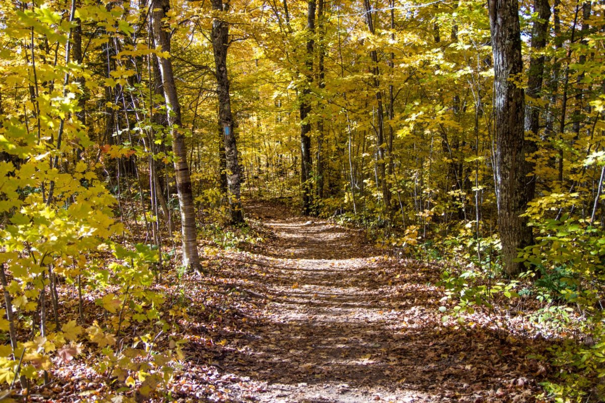 North Country Trail Michigan fall
