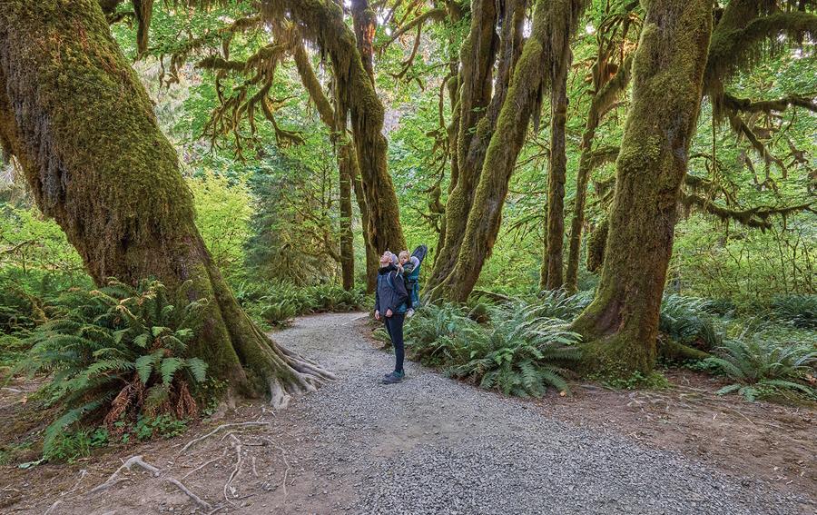 Olympic Peninsula rainforest family hike