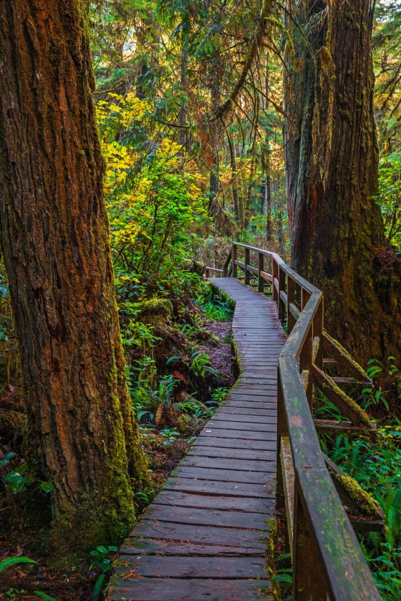 Pacific Rim autumn rainforest trail