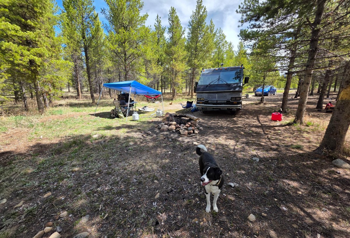 RV campsite with dog outdoors