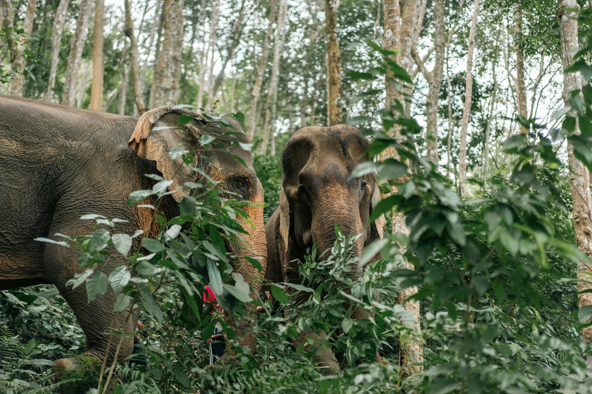 Elephant sanctuary Phuket elephants
