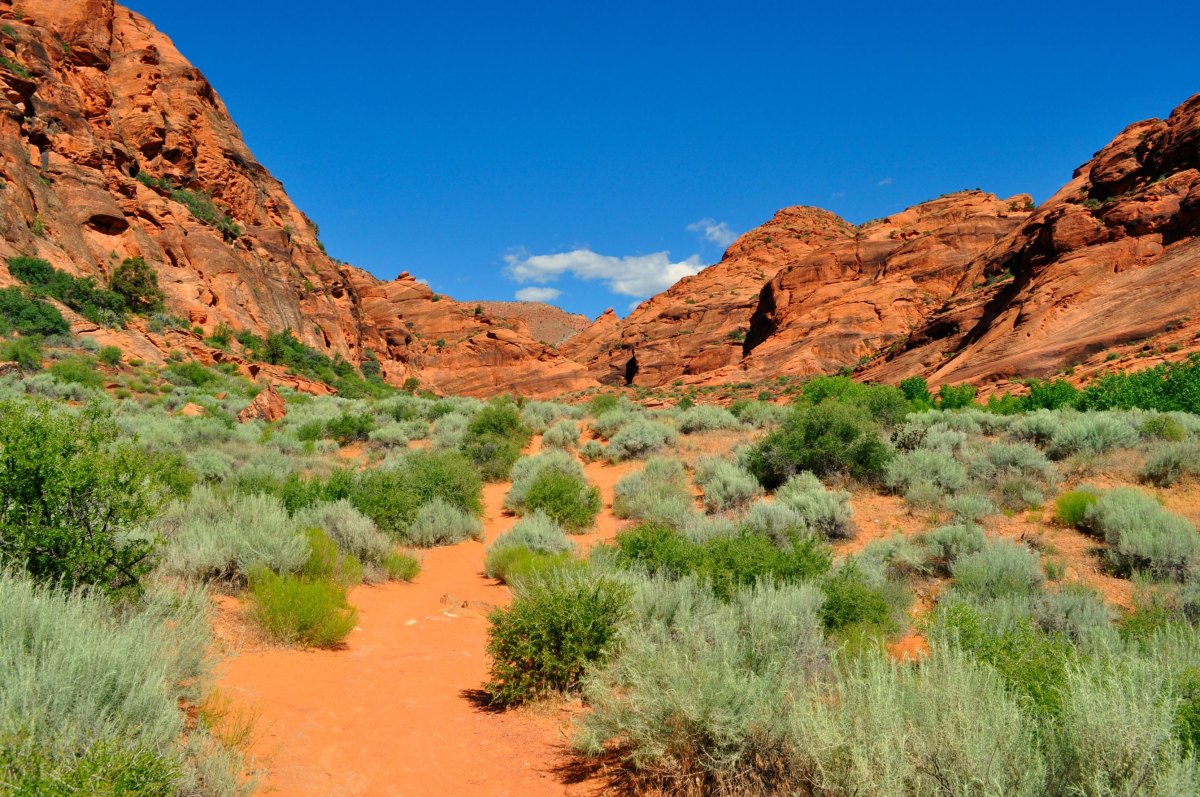 Toddler friendly hikes Utah red rock desert path through shrubs