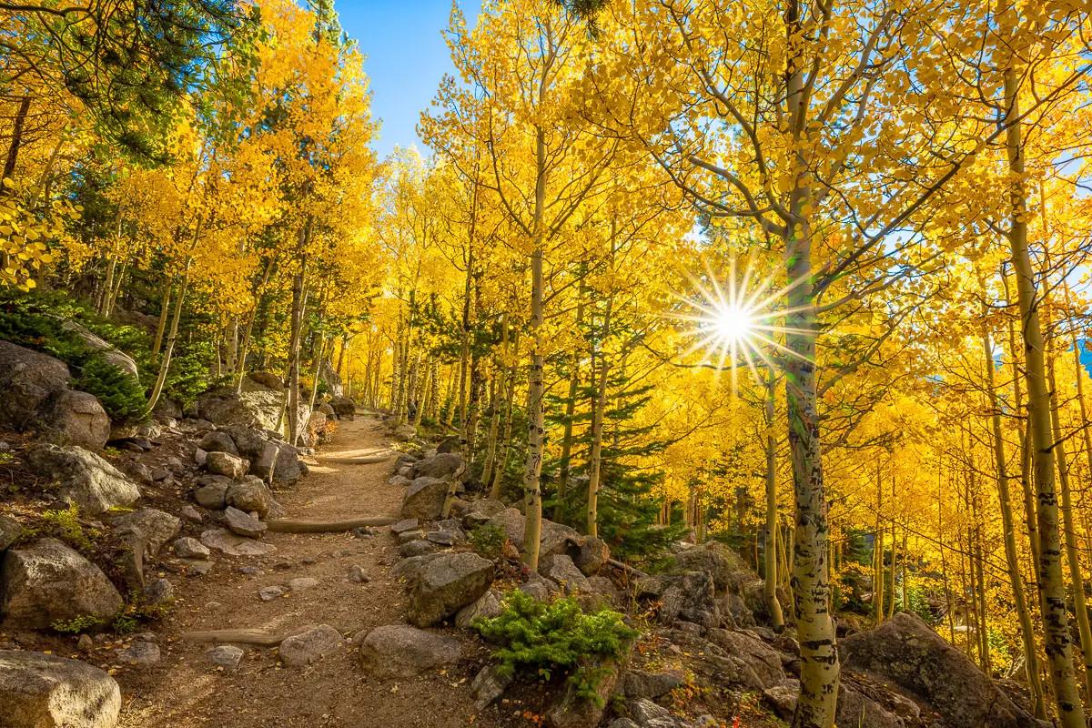 Rocky Mountain golden aspen hiking trail