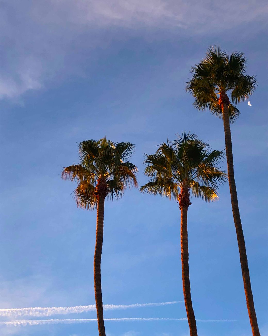 California RV parks with palm-lined coastal views