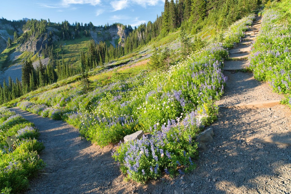 Skyline Trail Mount Rainier
