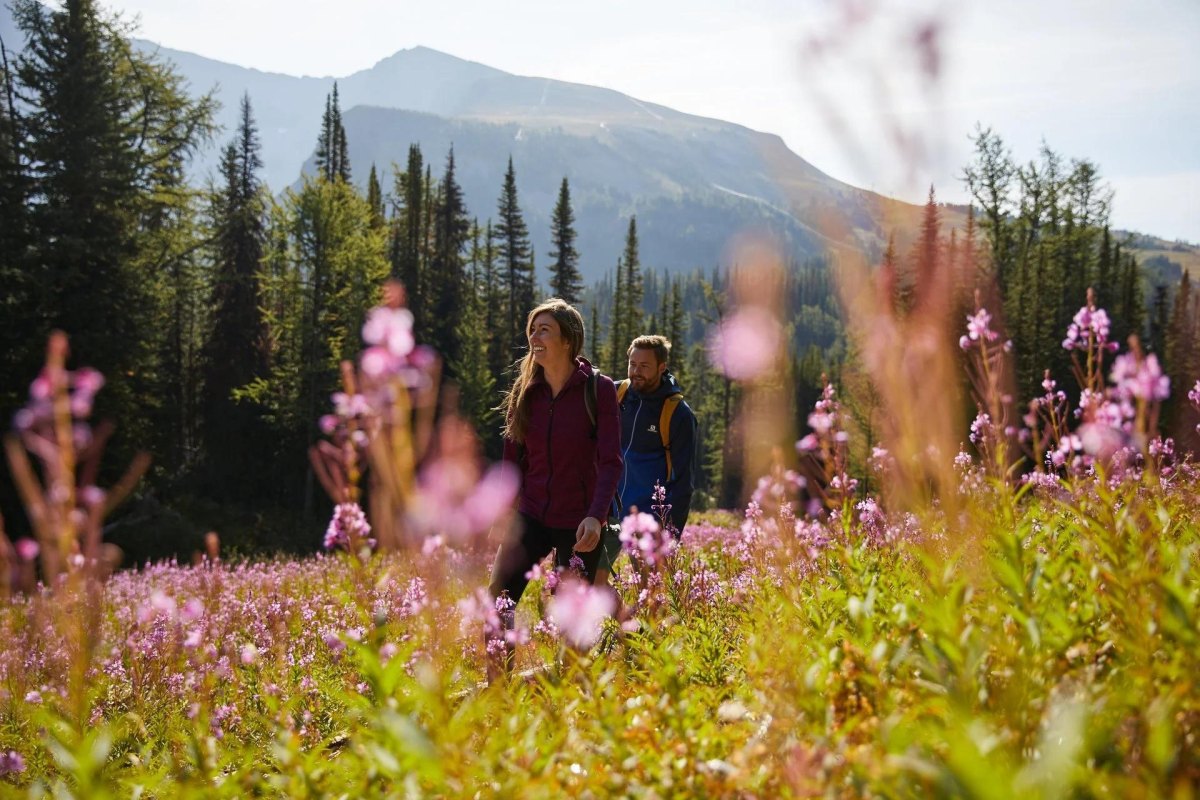 Sunshine Meadows wildflower trail