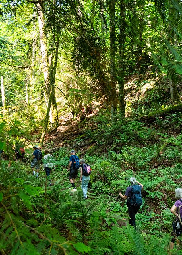 Tiger Mountain forest hiking trail