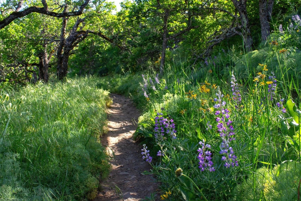 Tom McCall Preserve wildflowers Gorge view
