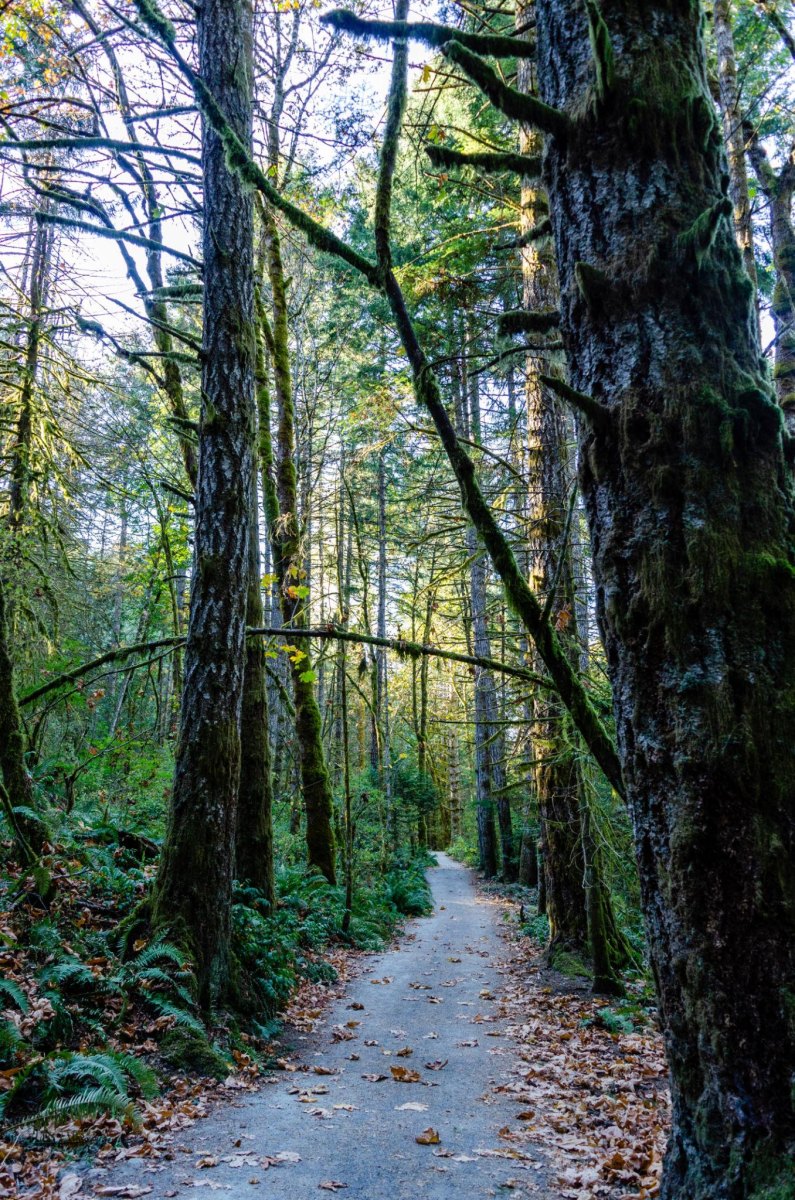 Vancouver Island autumn forest hiking path