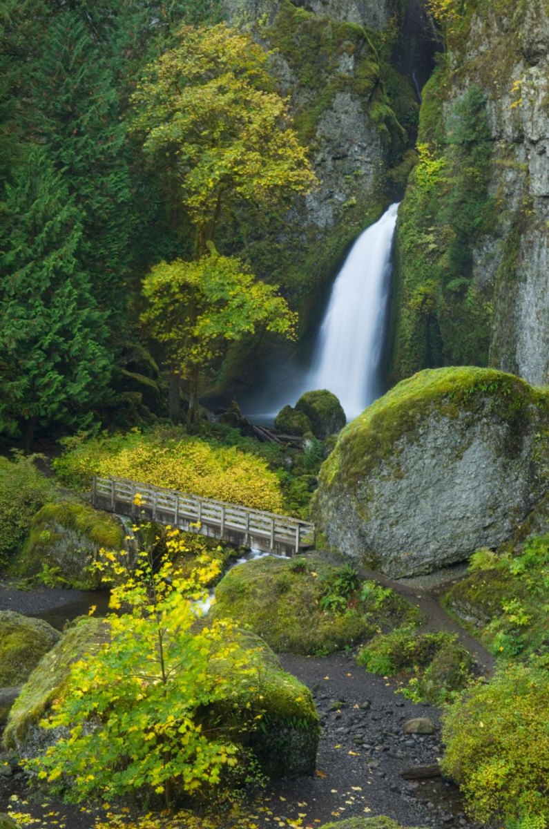 Wahclella Falls surrounded by forest