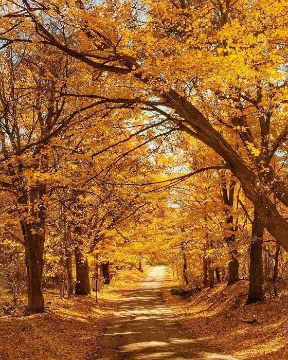 Waterloo Recreation Area fall woods