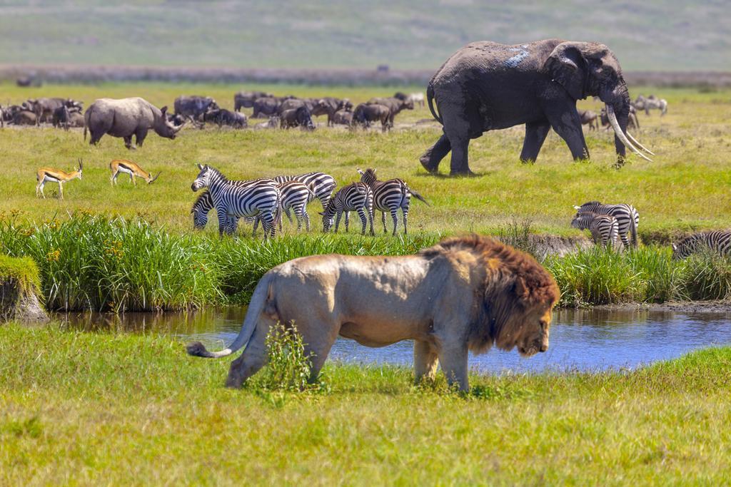 Wild animals in open national park