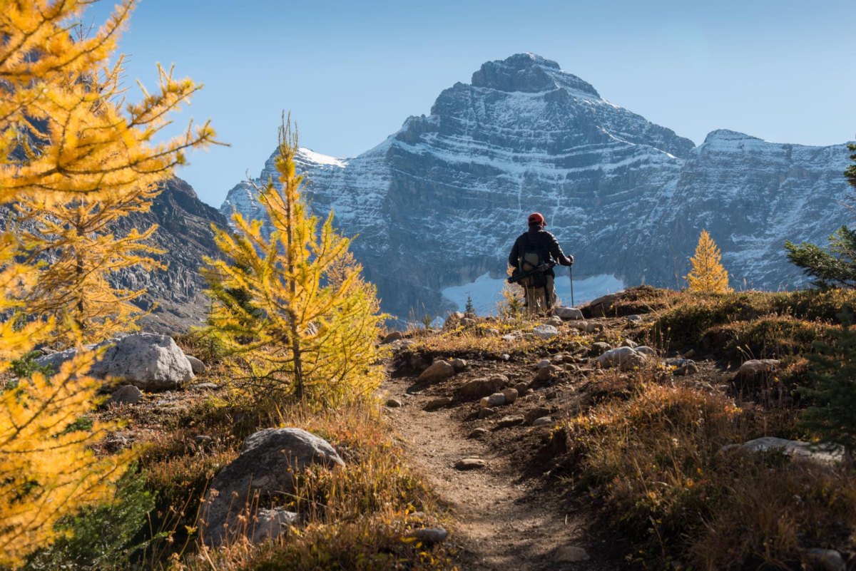 Yoho golden larch autumn trail