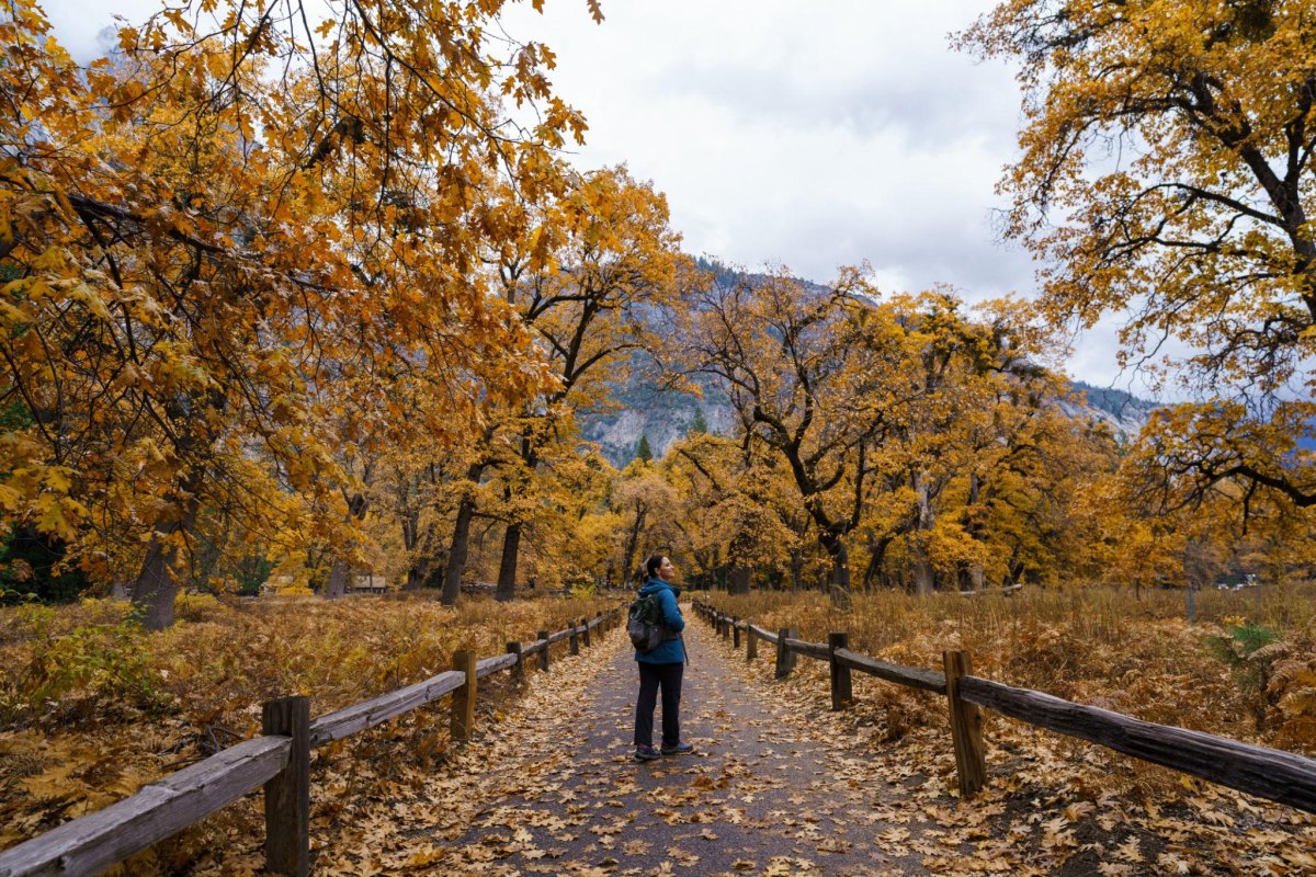 Yosemite fall foliage beneath granite peaks